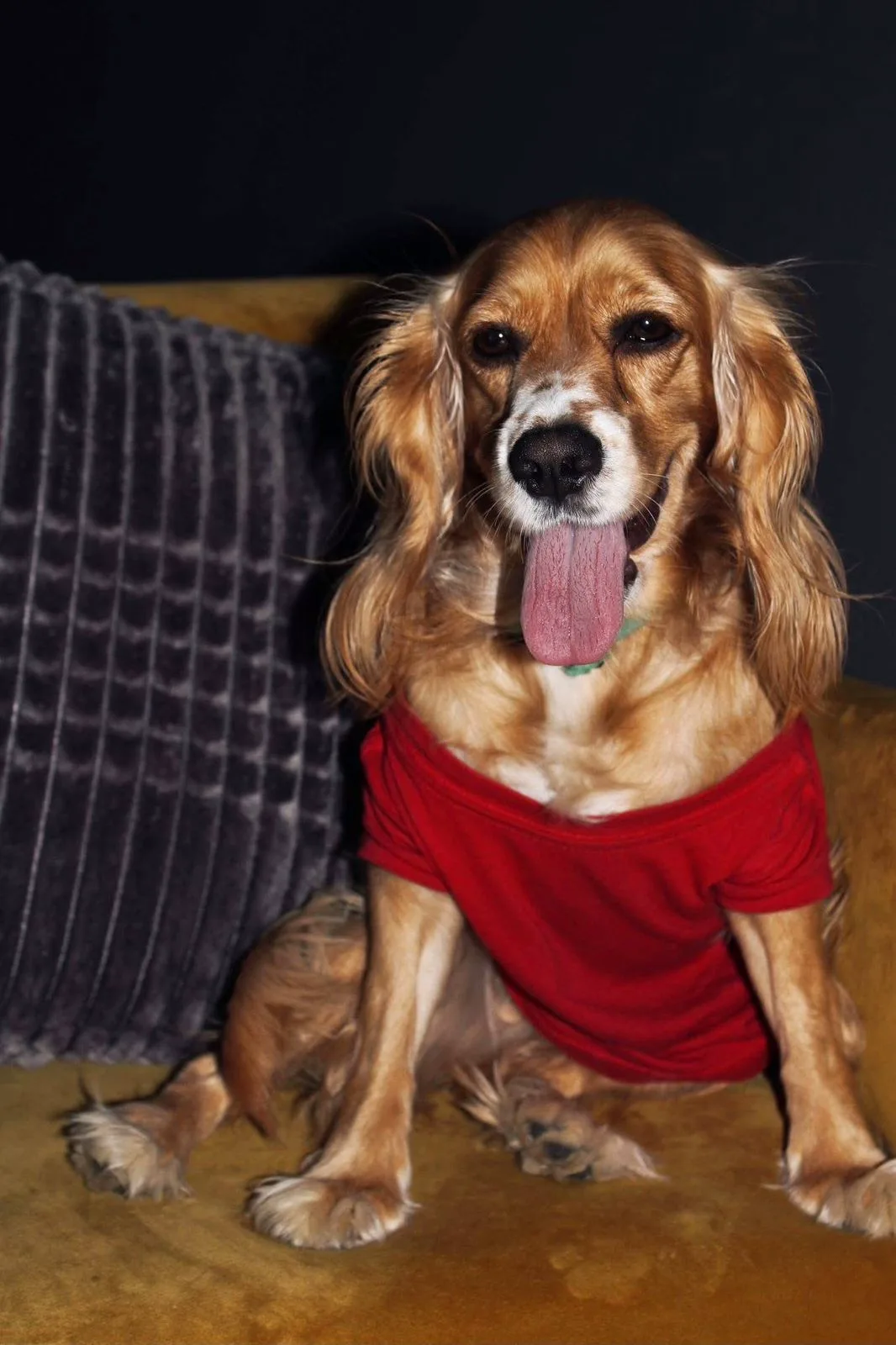 Wera the dog